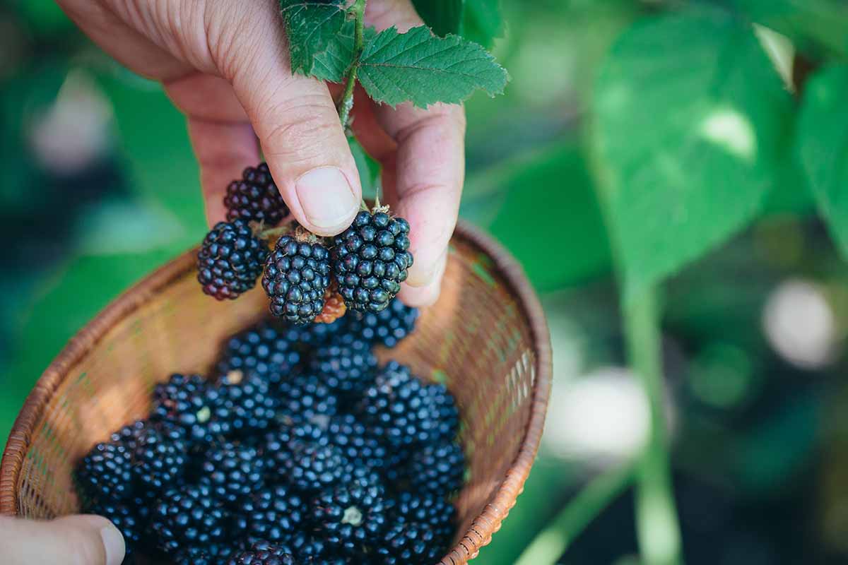 A close up horizontal image of a hand from the top of the frame picking blackberries and placing them in a wicker basket.
