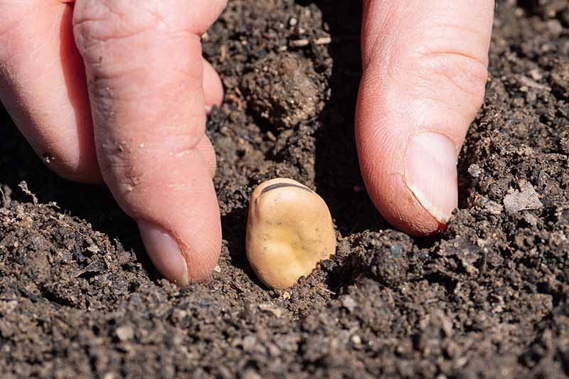 A close up horizontal image of two hands from the top of the frame planting a seed into the garden.