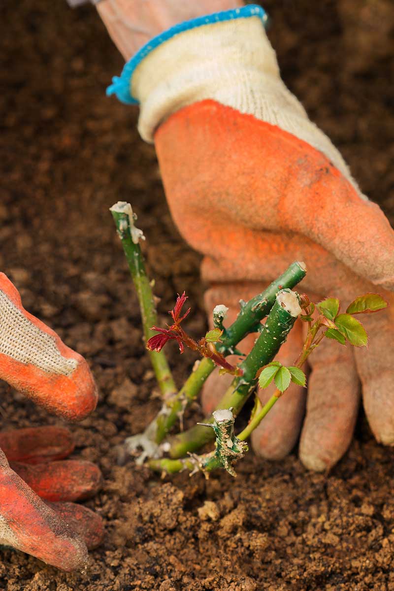 A close up vertical image of gloved hands planting out a rose seedling into rich soil.
