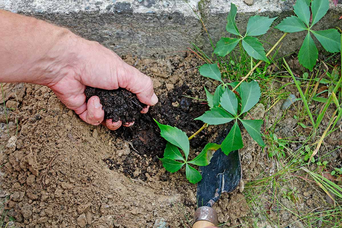 A close up horizontal image of a gardener planting a seedling into the garden.