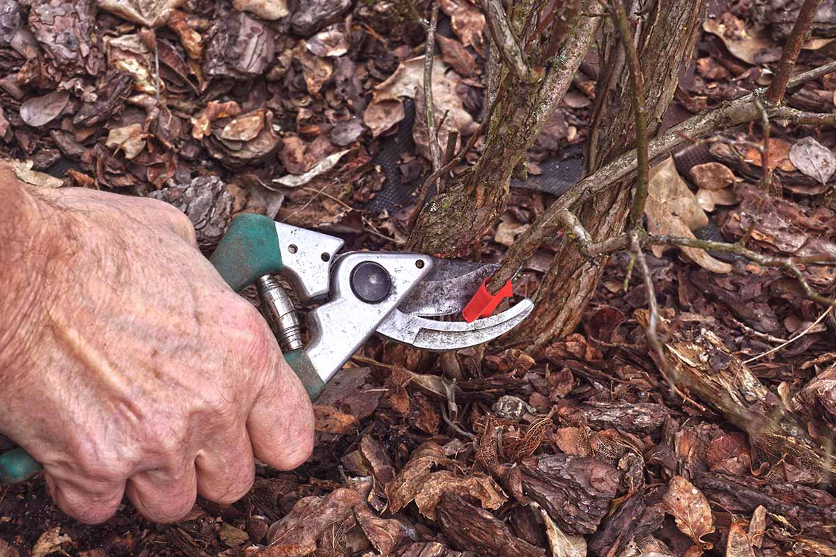 A close up horizontal image of a gardener using pruning shears to snip the branches of a plant in the garden.