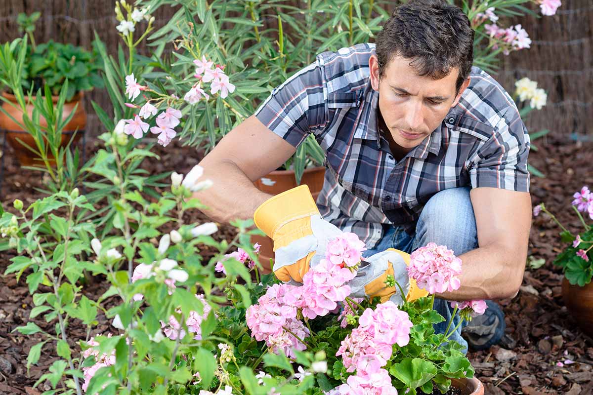 A close up of a gardener carefully trimming pink geranium flowers in the garden.