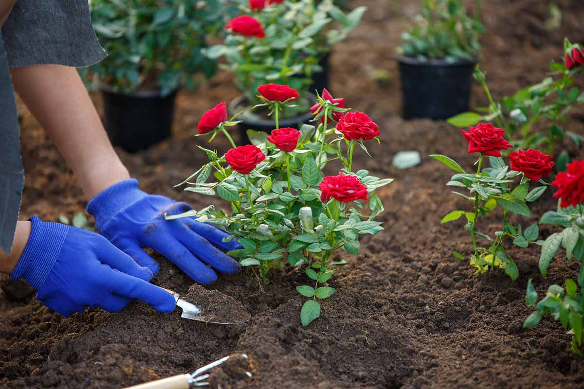 A close up horizontal image of a gardener transplanting rose bushes into the garden.