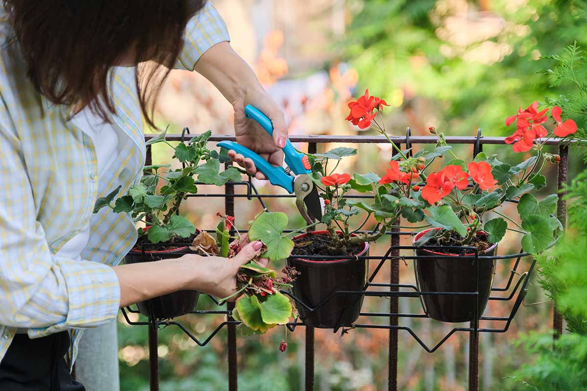 A close up horizontal image of a gardener trimming the stems of geraniums growing in small pots outdoors.