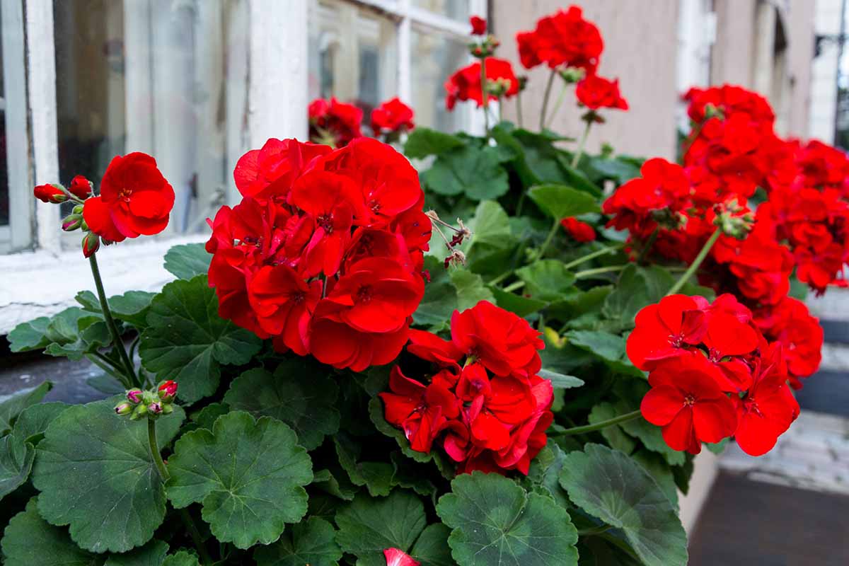 A close up of window boxes with bright red geranium flowers outside a row of residences.