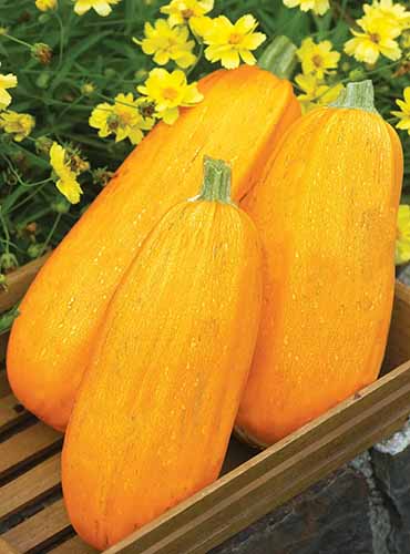 A close up square image of 'Goldetti' winter squash, freshly harvested and set in a wooden container.