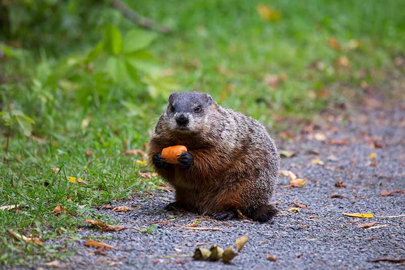 A close up horizontal image of a groundhog in the garden.