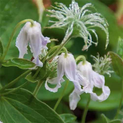 A close up square image of 'Hakuree' clematis flowers growing in the garden pictured on a soft focus background.