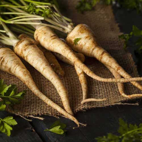 A close up square image of the parsnip-like roots of 'Hamburg Rooted' parsley set on a piece of fabric on a wooden surface.
