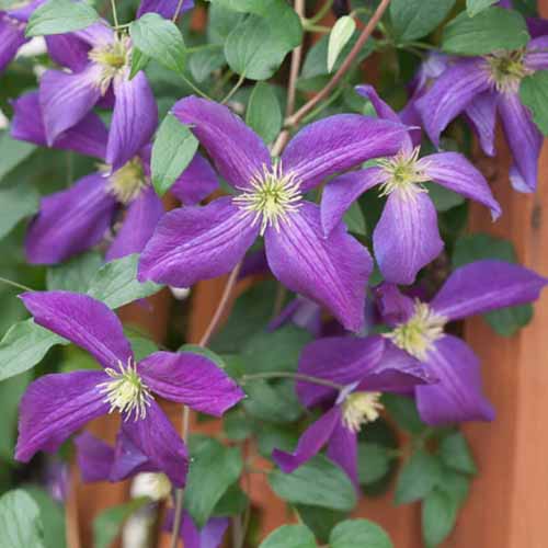 A close up square image of purple 'Happy Jack' clematis flowers growing on a wooden fence.
