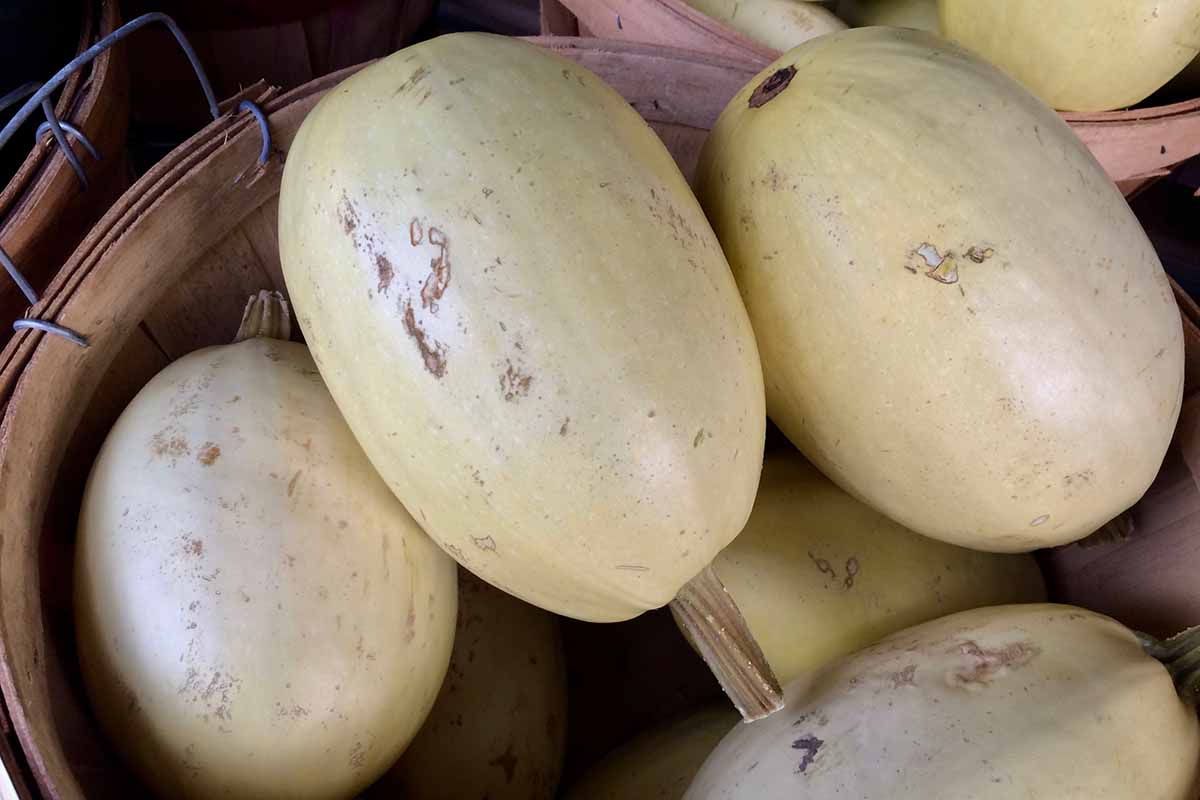A close up horizontal image of freshly harvested spaghetti squash fruit set in a wooden basket.