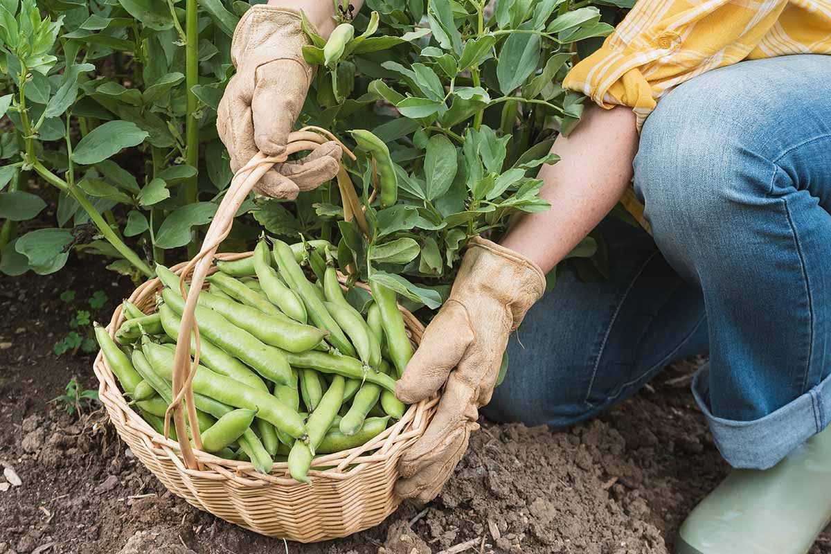 A close up of a gardener harvesting fresh fava pods from plants growing in the garden.
