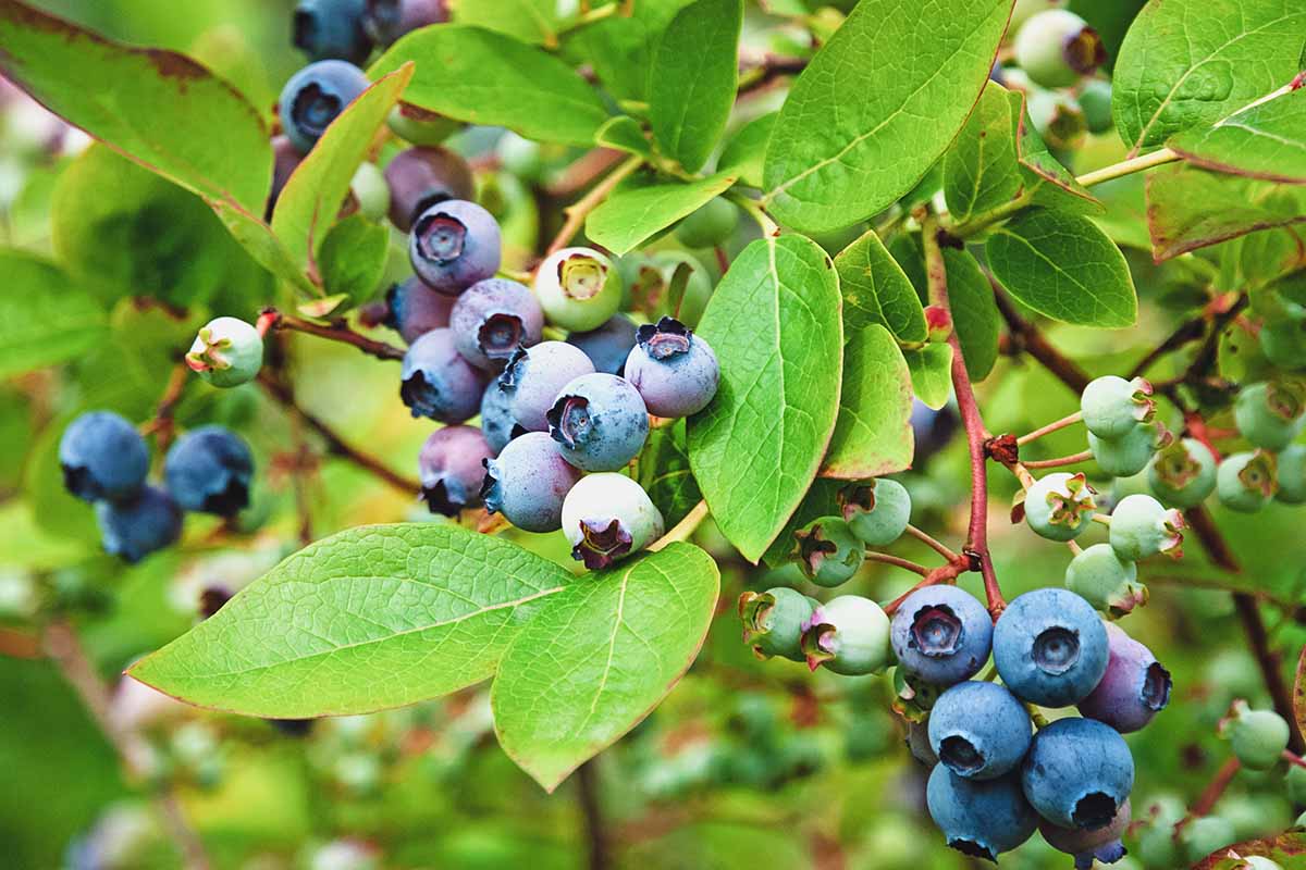 A close up horizontal image of a blueberry bush with ripe and unripe fruits growing in the garden.
