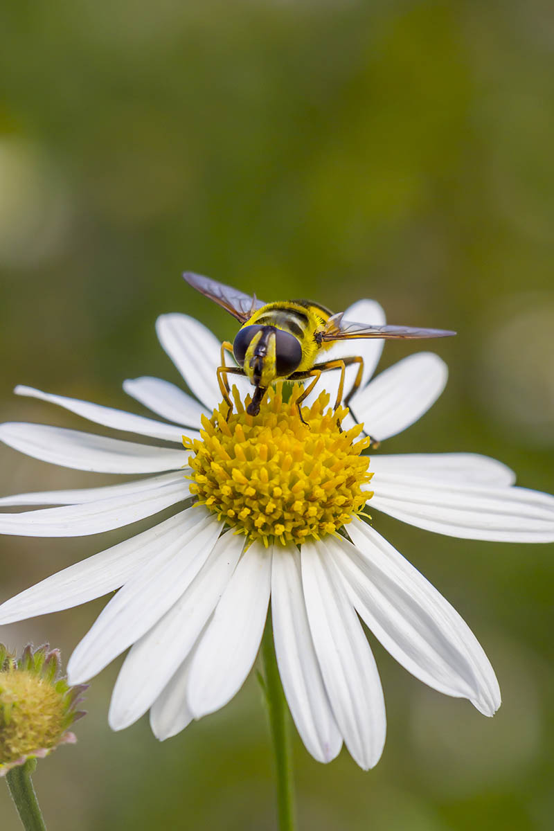 A close up vertical image of a heath aster (Symphyotrichum ericoides) flower with a hoverfly feeding from the center pictured on a soft focus background.