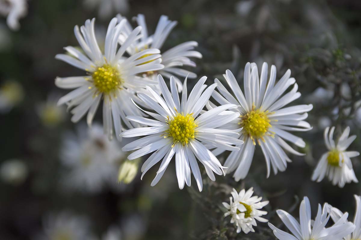 A close up horizontal image of the pretty white and yellow daisy-like blooms of Symphyotrichum ericoides aka heath asters pictured on a soft focus background.