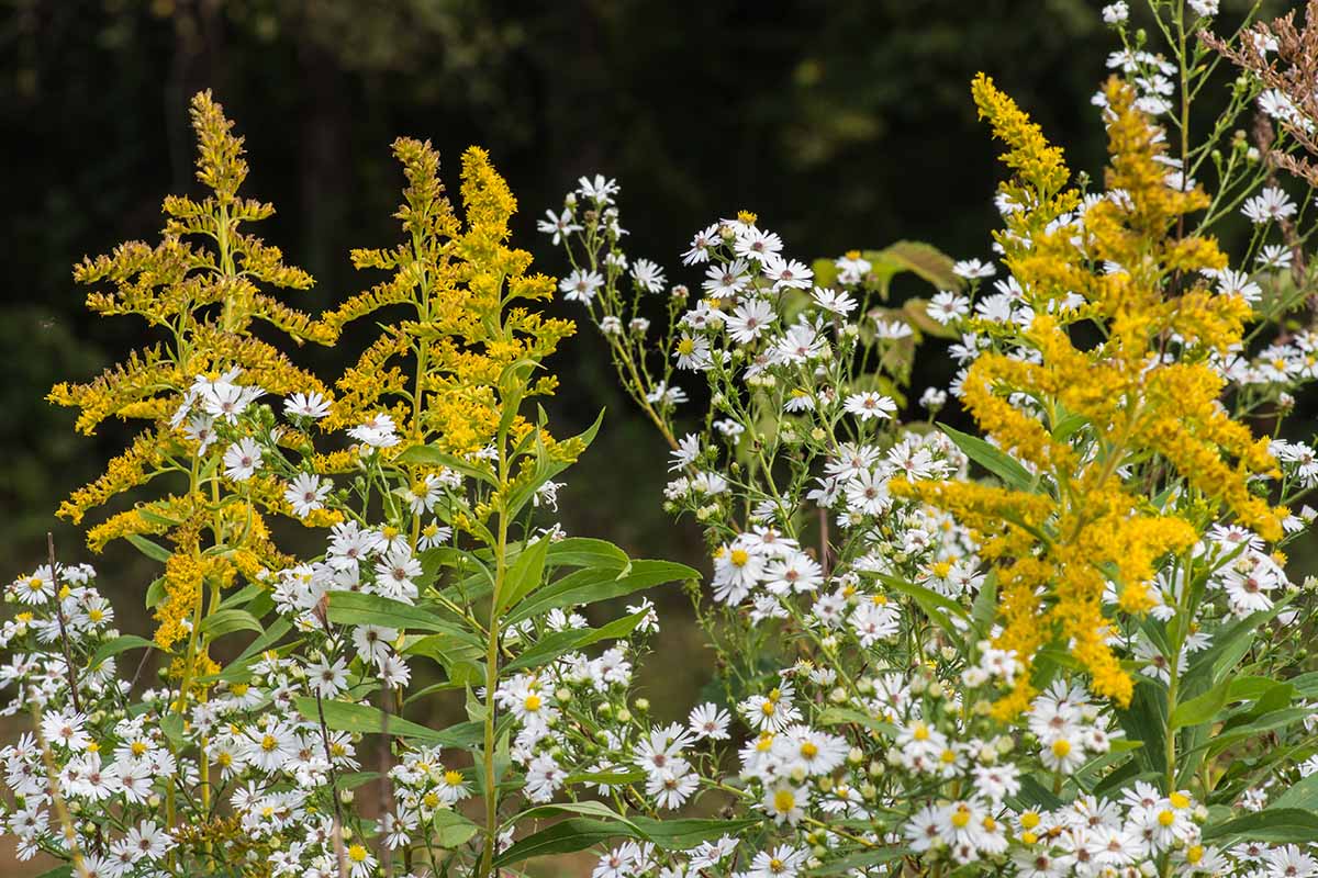 A horizontal image of a mixed planting of goldenrod and heath asters pictured on a soft focus background.