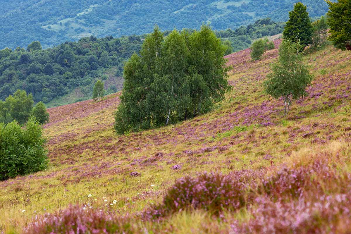A horizontal image of the side of a hill covered with flowering heather growing around trees.