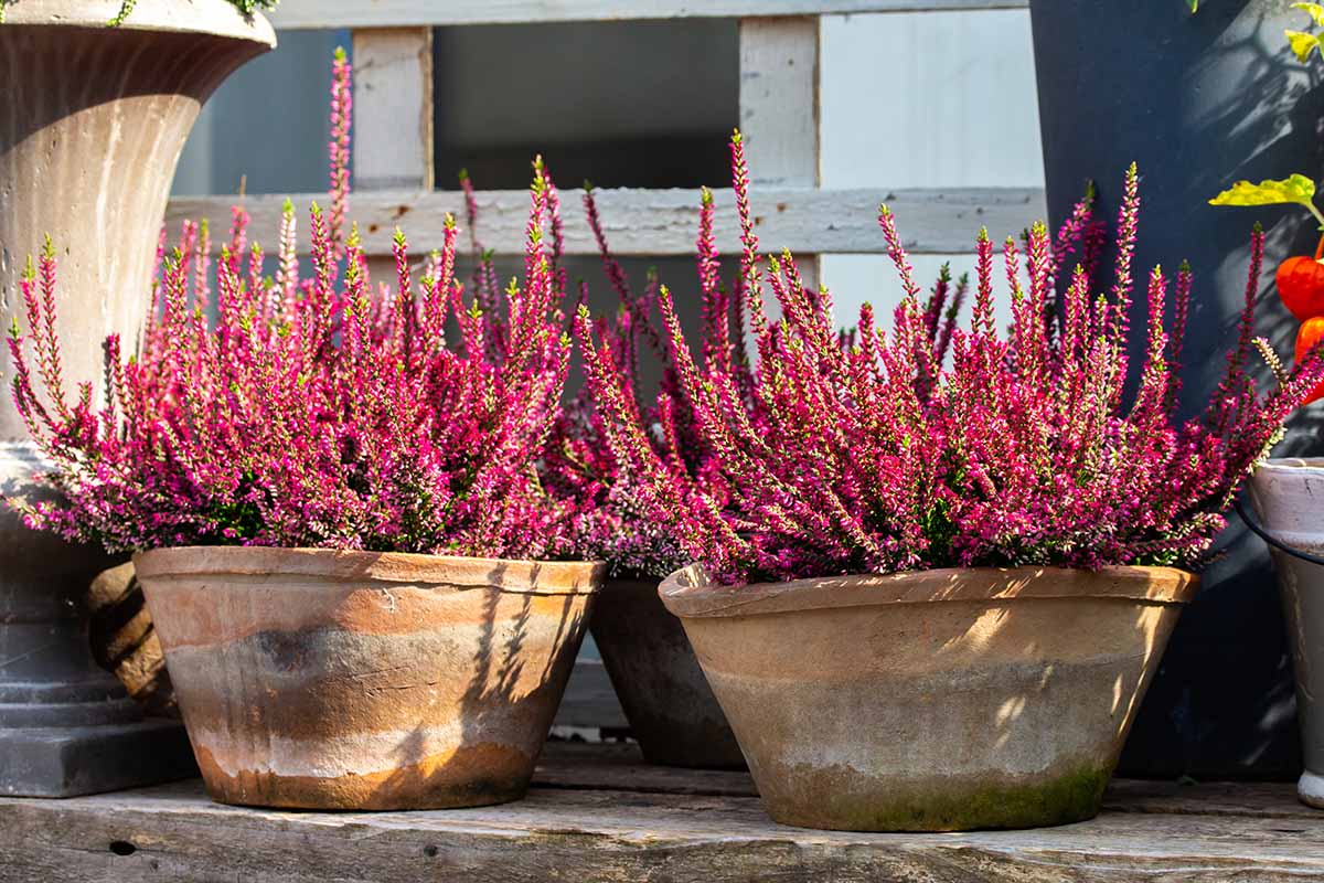 A close up horizontal image of heather growing in terra cotta pots outside a residence.