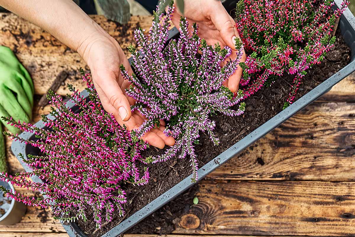 A close up horizontal image of two hands from the top of the frame transplanting small heather plants into a window box.
