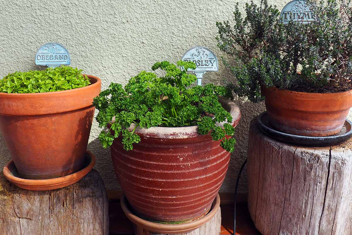 A close up horizontal image of three terra cotta pots set on wooden supports growing a variety of different herbs.