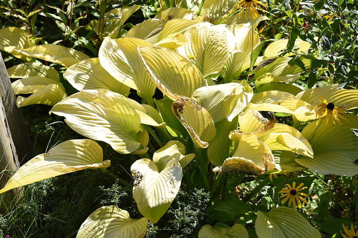 A close up horizontal image of a hosta plant growing in a sunny location showing signs of sunscorch on the foliage.
