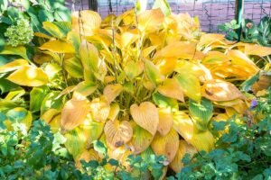 A close up horizontal image of a hosta plant with yellow foliage growing in the garden.