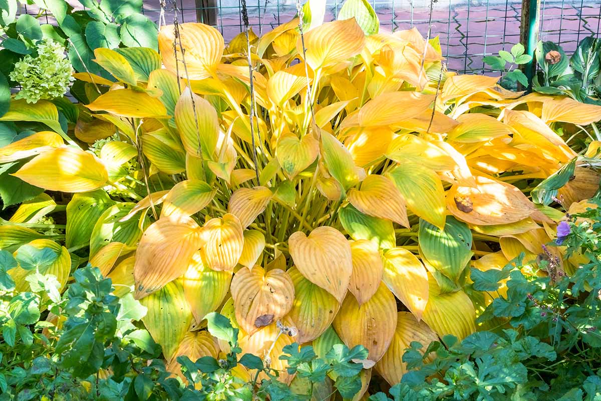 A close up horizontal image of a hosta plant with yellow foliage growing in the garden.