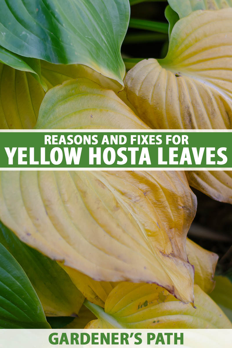 A close up vertical image of hosta foliage that has turned yellow and is withering at the tips. To the center and bottom of the frame is green and white printed text.