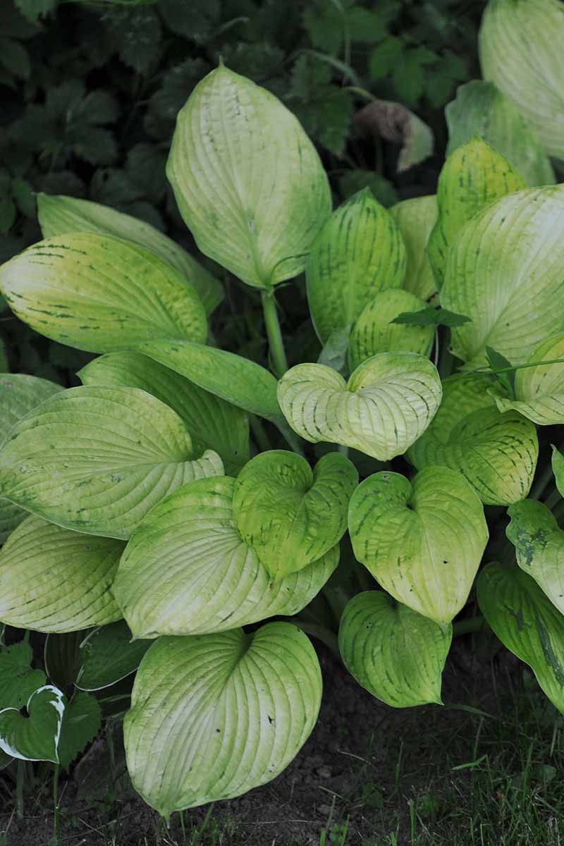 A close up vertical image of a hosta plant showing symptoms of viral infection on the surface of the foliage.