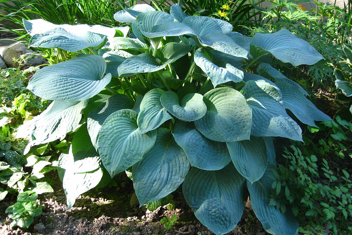A close up horizontal image of a large green hosta plant growing in the garden pictured in light filtered sunshine.