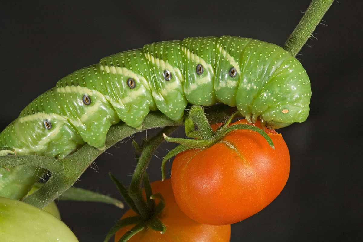 A close up horizontal image of a tomato hornworm munching away on a ripe fruit pictured on a dark background.
