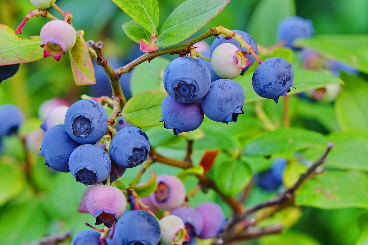 A close up horizontal image of ripe blueberries ready to harvest pictured on a soft focus background.