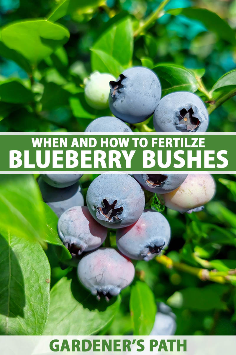 A close up vertical image of a cluster of ripe blueberries growing in the garden pictured in bright sunshine. To the center and bottom of the frame is green and white printed text.
