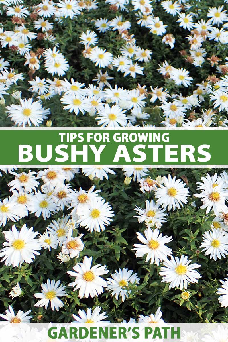 A close up vertical image of a large swath of bushy aster flowers (Symphyotrichum dumosum) growing in the garden. To the center and bottom of the frame is green and white printed text.