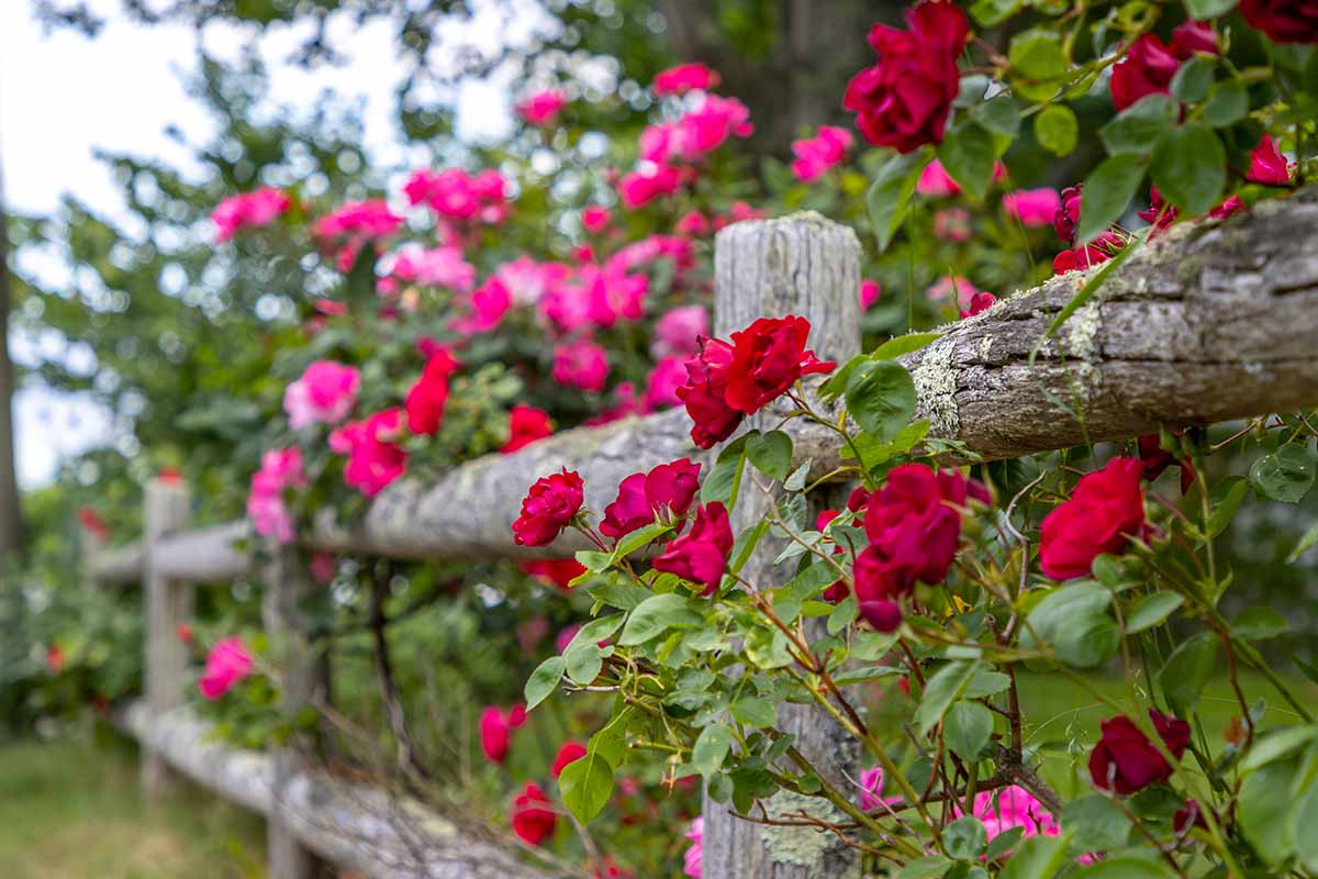 A close up horizontal image of climbing roses growing on a wooden fence.