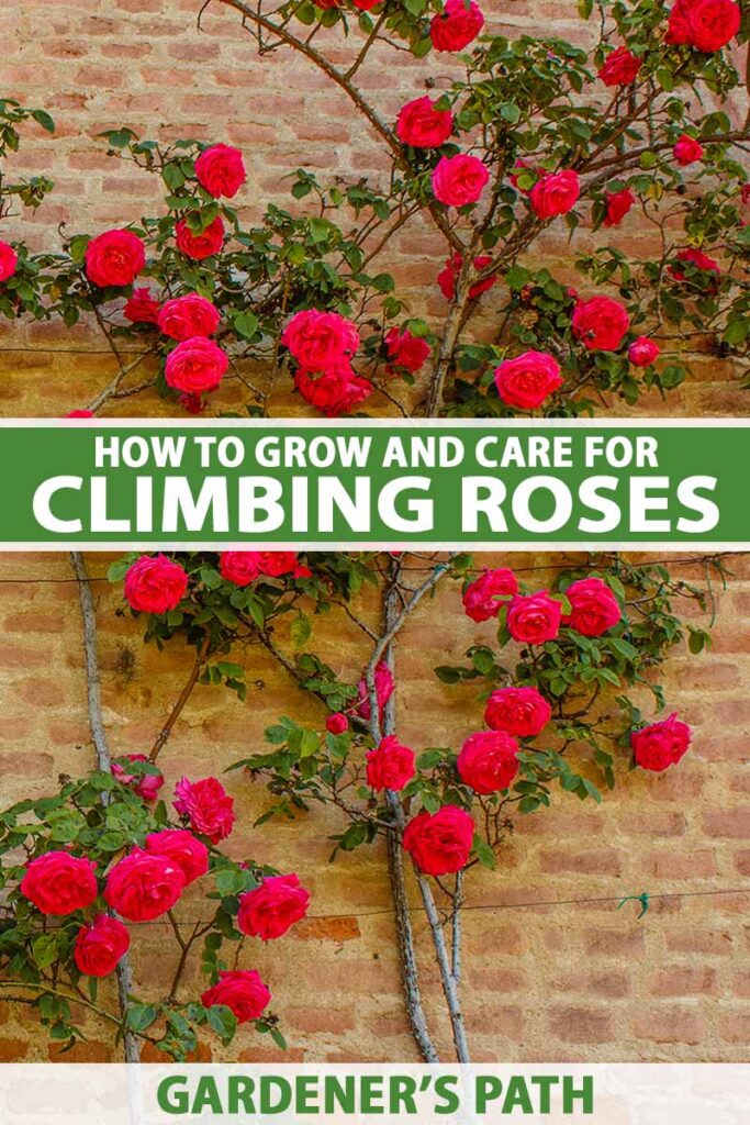 thumbnail image 2 of Climbing Rose Seeds Canada Rosa Eden Wild Rose Seeds - 125 Count Organic Pink Climbing Vine Flowers For Garden Rosa Eden Rose Seeds 2 of 13