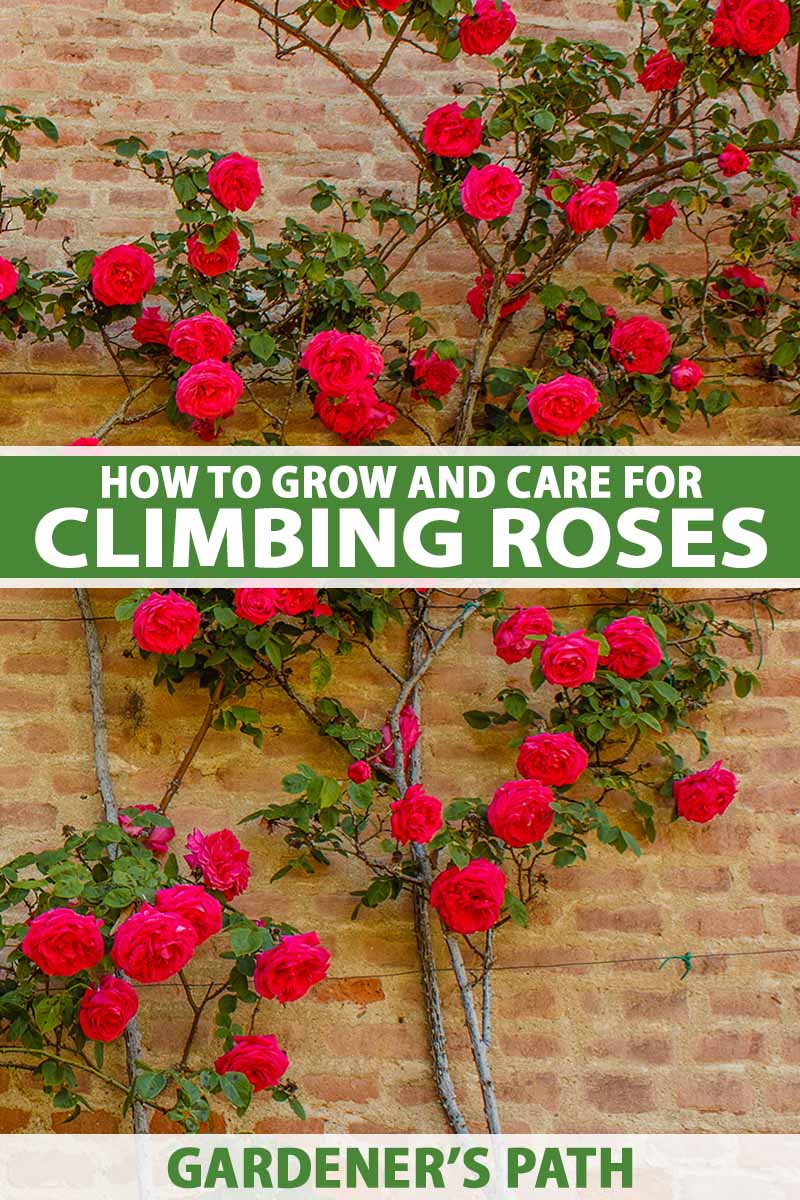 A close up vertical image of bright red climbing roses growing on a brick wall. To the center and bottom of the frame is green and white printed text.