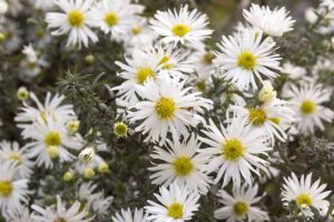 A close up horizontal image of the pretty white flowers of heath aster (Symphyotrichum ericoides) growing in the garden pictured on a soft focus background.