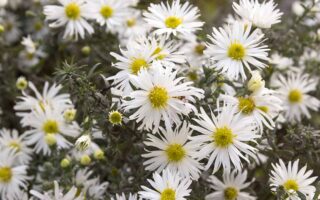 A close up horizontal image of the pretty white flowers of heath aster (Symphyotrichum ericoides) growing in the garden pictured on a soft focus background.