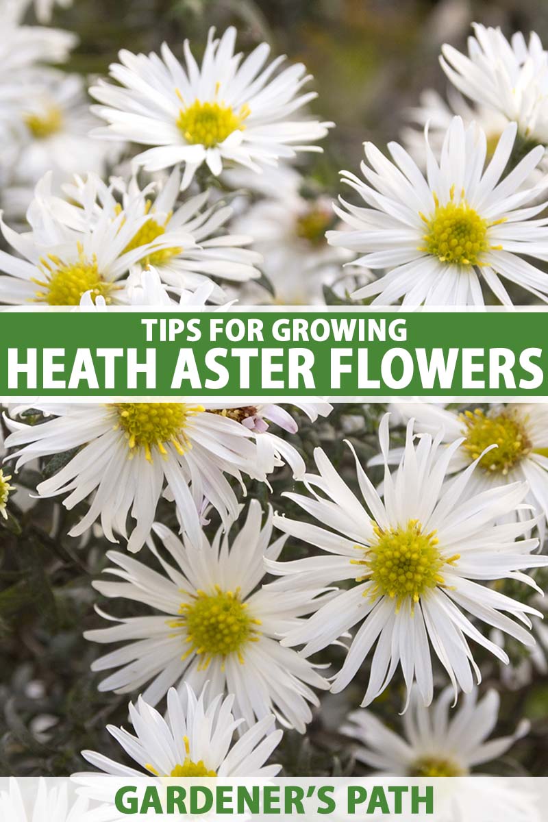 A close up vertical image of heath aster flowers (Symphyotrichum ericoides) growing in the garden pictured on a soft focus background. To the center and bottom of the frame is green and white printed text.