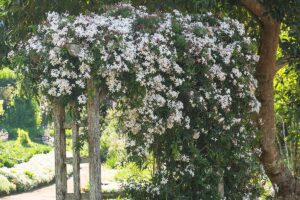 A horizontal image of jasmine growing on a wooden arbor in a cottage garden.