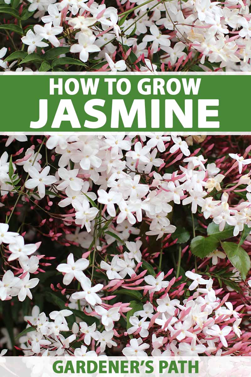 how to plant and grow jasmine | gardener's path