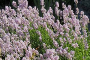 A close up horizontal image of pink lavender growing in the garden pictured in bright sunshine.
