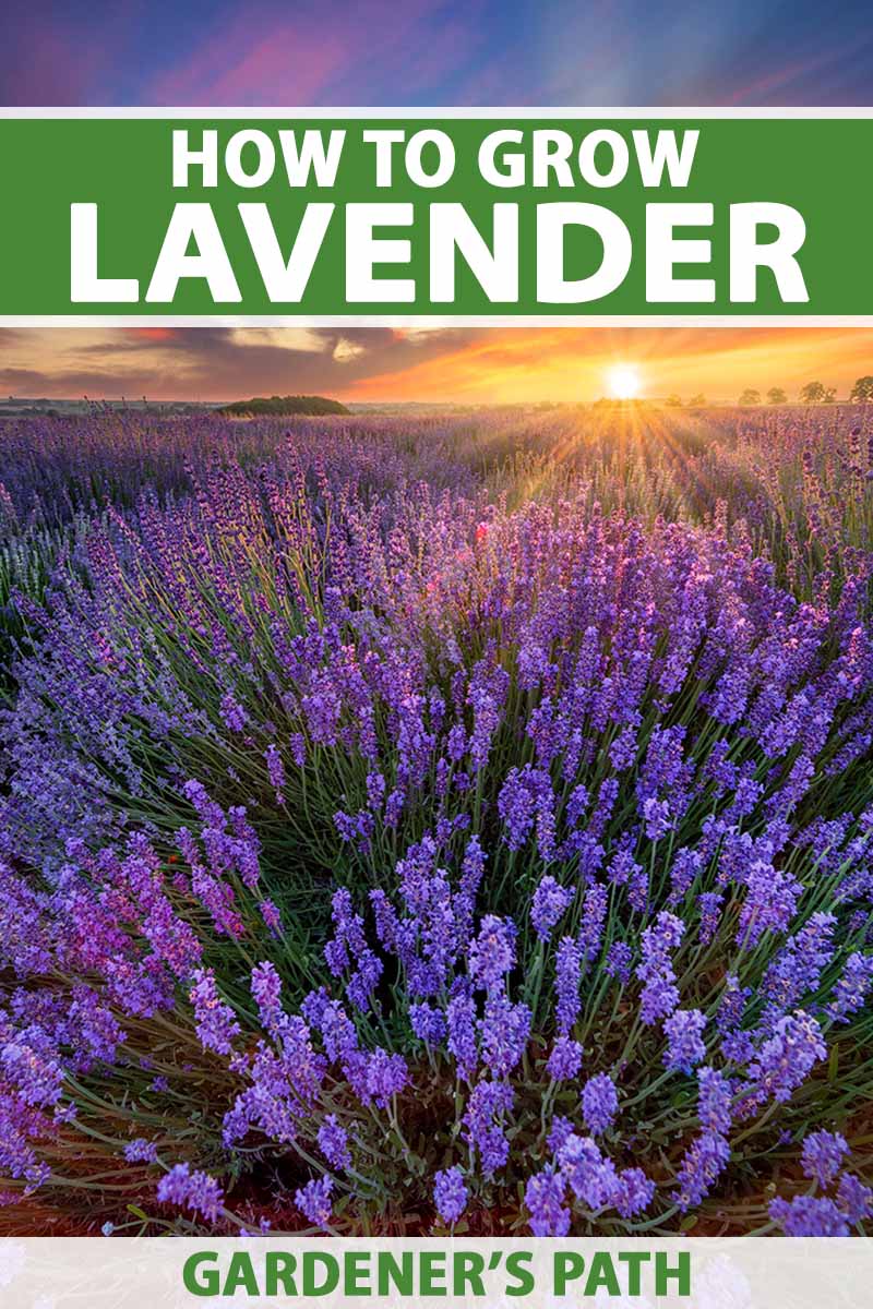 A vertical image of a field of lavender pictured in evening sunshine. To the top and bottom of the frame is green and white printed text.