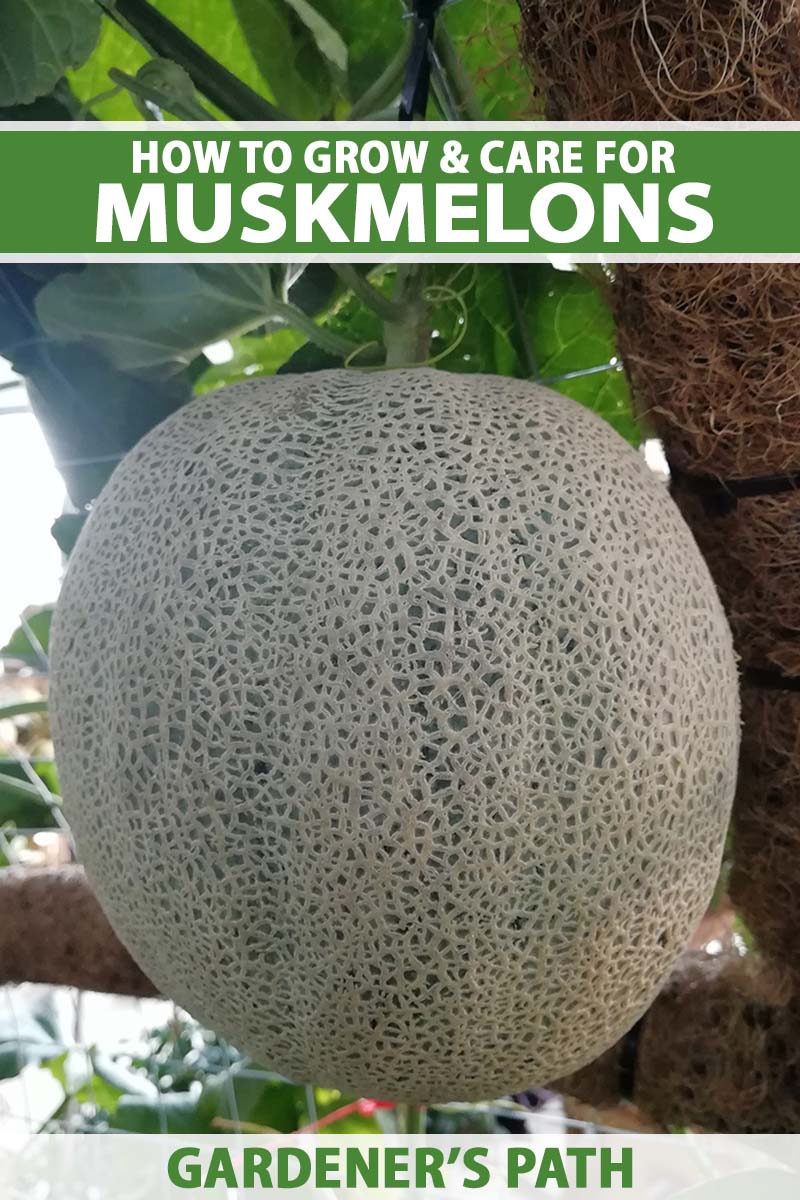 A close up vertical image of a ripe muskmelon (Cucumis melo var. reticulatus) growing in the garden. To the top and bottom of the frame is green and white printed text.