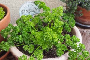 A close up horizontal image of parsley growing in a large terra cotta pot set on a wooden deck.