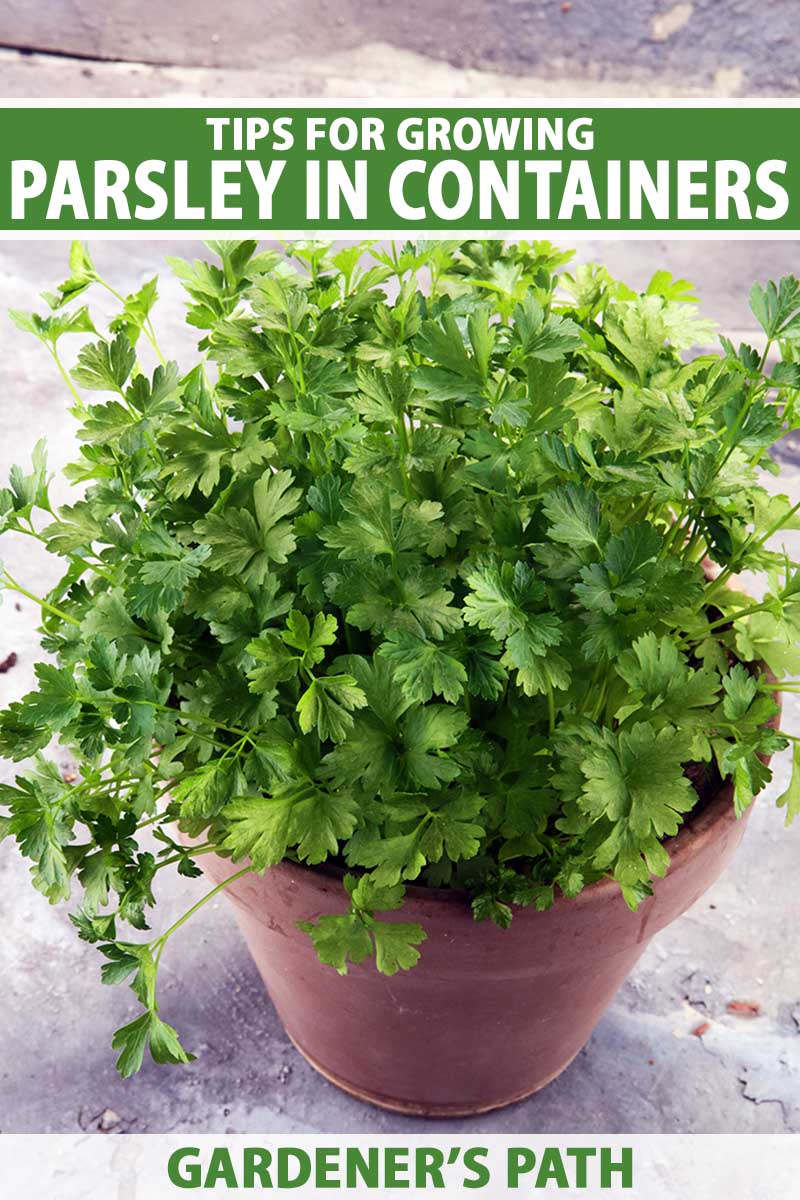 A close up vertical image of parsley growing in a terra cotta pot set on a concrete surface. To the top and bottom of the frame is green and white printed text.