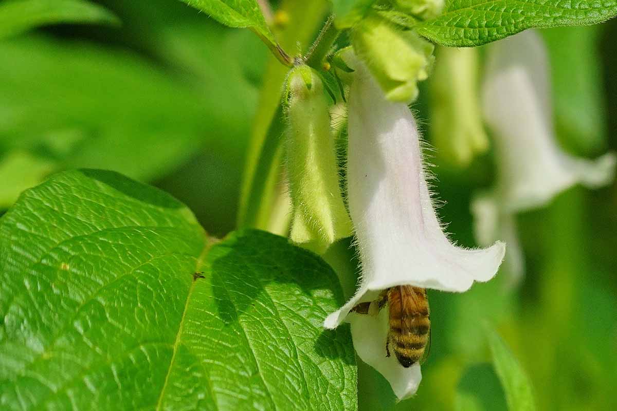 A close up horizontal image of a bee feeding from a white sesame flower pictured in bright sunshine.