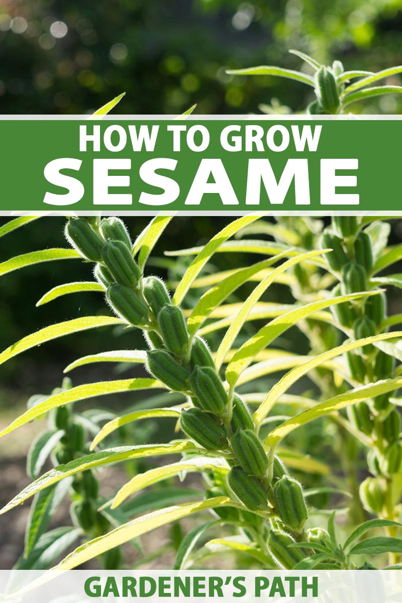 A close up vertical image of sesame plants growing in a sunny garden. To the top and bottom of the frame is green and white printed text.