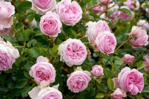 A close up horizontal image of light pink shrub roses growing in the garden.
